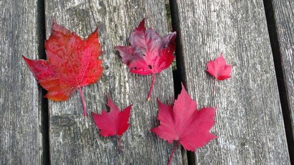 Passiver Cashflow September 2018